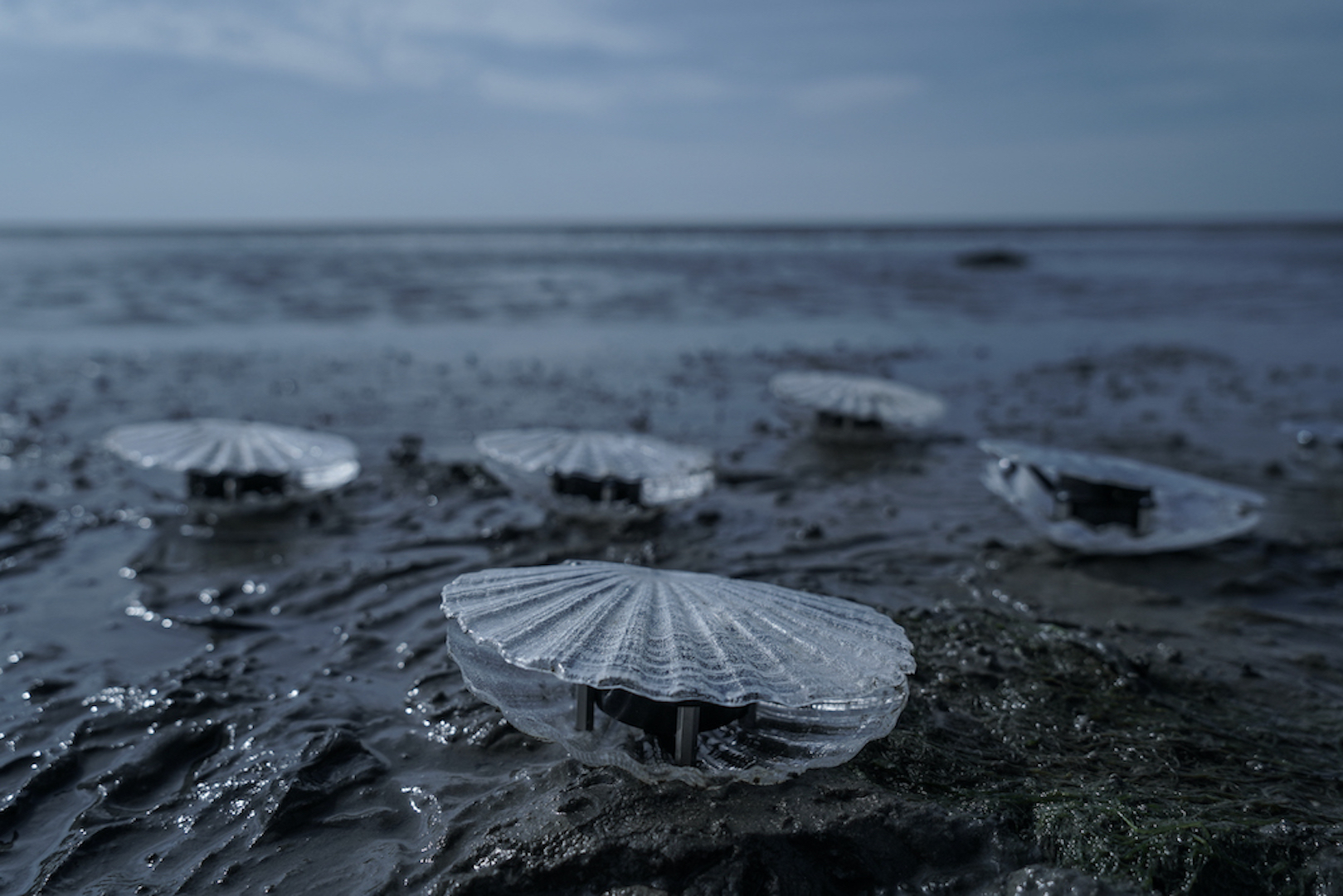 Clams | Marco Barotti