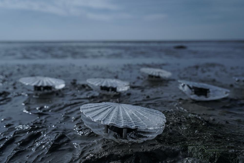 Marco Barotti | Clams | no credits